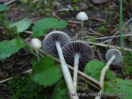 Attēlu rezultāti vaicājumam “Protostropharia alcis”