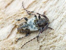 Attēlu rezultāti vaicājumam “Pogonocherus hispidulus”