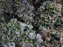 Attēlu rezultāti vaicājumam “Cladonia pyxidata”