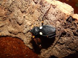 Attēlu rezultāti vaicājumam “Adomerus biguttatus”