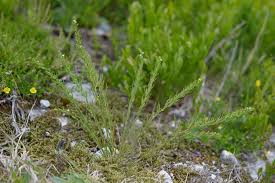 Attēlu rezultāti vaicājumam “Thesium alpinum”
