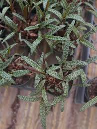 Attēlu rezultāti vaicājumam “Lycogala leopardinum sessile”