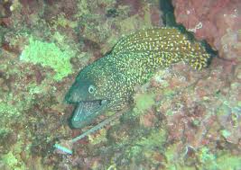 Image result for Muraena helena