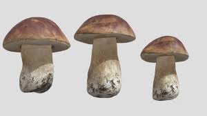 Attēlu rezultāti vaicājumam “Boletus edulis”