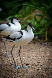 Image result for Recurvirostra avosetta