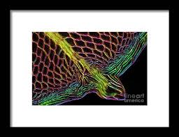 Attēlu rezultāti vaicājumam “Cinclidium stygium”