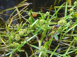 Attēlu rezultāti vaicājumam “Sparganium minimum”