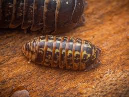Attēlu rezultāti vaicājumam “Armadillidium pulchellum”