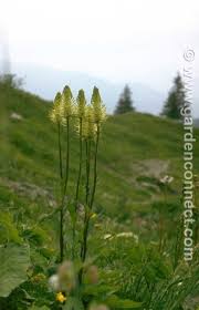 Attēlu rezultāti vaicājumam “Phyteuma spicatum”