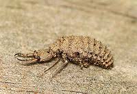 Attēlu rezultāti vaicājumam “Myrmeleontidae larva”