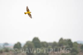 Attēlu rezultāti vaicājumam “Oriolus oriolus female”