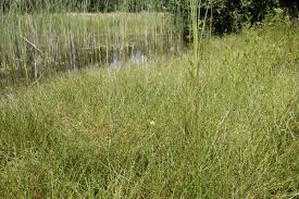 Attēlu rezultāti vaicājumam “Eleocharis uniglumis”