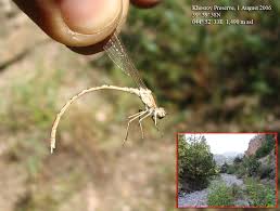 Attēlu rezultāti vaicājumam “Sympecma paedisca”