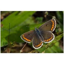 Attēlu rezultāti vaicājumam “Everes argiades female”