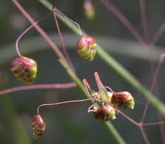Attēlu rezultāti vaicājumam “Briza media fruit”