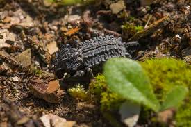 Image result for Brachycerus undatus