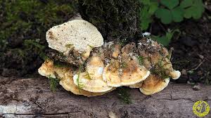 Attēlu rezultāti vaicājumam “Trametes ochracea”