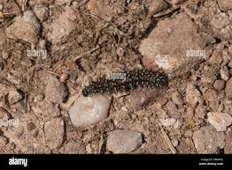 Attēlu rezultāti vaicājumam “Mellicta athalia larva”