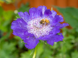 Image result for scabiosa caucasica