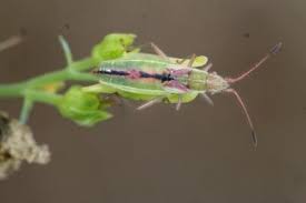 Attēlu rezultāti vaicājumam “Myrmus miriformis”