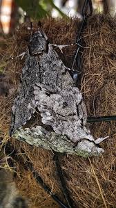 Attēlu rezultāti vaicājumam “Agrius convolvuli”