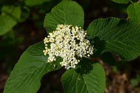 Attēlu rezultāti vaicājumam “Viburnum lantana”