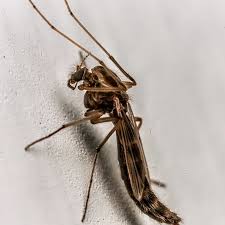 Attēlu rezultāti vaicājumam “Chironomidae imago”