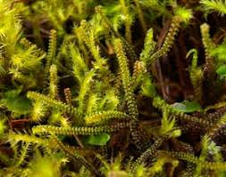 Attēlu rezultāti vaicājumam “Nardia geoscyphus”