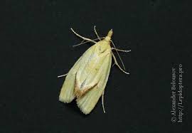 Attēlu rezultāti vaicājumam “Agapeta hamana”