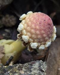 Attēlu rezultāti vaicājumam “Gloiodon strigosus”