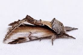 Attēlu rezultāti vaicājumam “Pheosia gnoma”