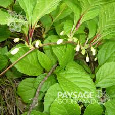 Attēlu rezultāti vaicājumam “Schisandra chinensis”