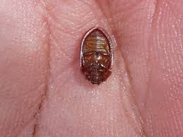 Attēlu rezultāti vaicājumam “Ostoma ferruginea”