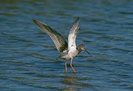 Image result for Tringa erythropus