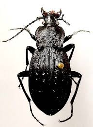 Attēlu rezultāti vaicājumam “Carabus hortensis”