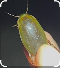 Attēlu rezultāti vaicājumam “Dytiscus sp.”