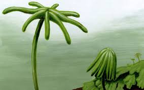 Attēlu rezultāti vaicājumam “Marchantiopsida”