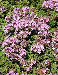 Attēlu rezultāti vaicājumam “Thymus serpyllum flower”