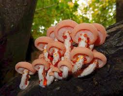 Attēlu rezultāti vaicājumam “Rhodotus palmatus”