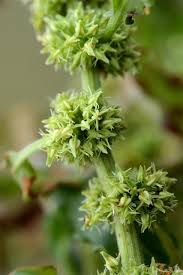 Attēlu rezultāti vaicājumam “Rumex maritimus”