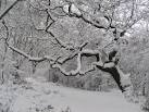 Snow emphasises the form of this tree in the lower part of One Tree Hill - via Daymix