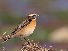 Attēlu rezultāti vaicājumam “Saxicola rubetra adult”