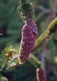 Attēlu rezultāti vaicājumam “Picea abies fo. virgata”