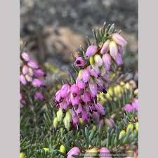 Attēlu rezultāti vaicājumam “Erica x darleyensis flower”
