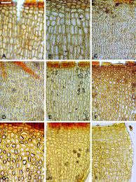 Attēlu rezultāti vaicājumam “Seligeria donniana”
