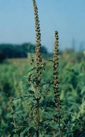 Attēlu rezultāti vaicājumam “Ambrosia artemisiifolia fruit”