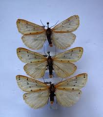 Attēlu rezultāti vaicājumam “Setina irrorella”