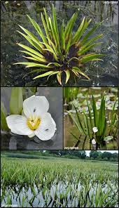 Attēlu rezultāti vaicājumam “Stratiotes aloides flower”