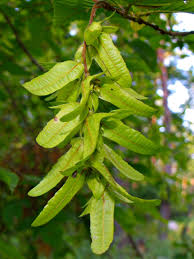 Attēlu rezultāti vaicājumam “Carpinus betulus fruit”