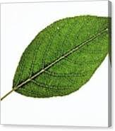 Attēlu rezultāti vaicājumam “Populus laurifolia”